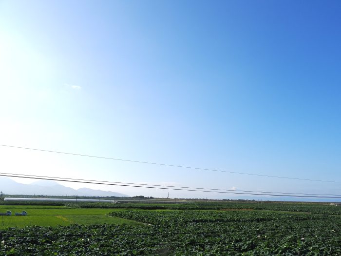 青空の下、一面に広がる熊本県玉名市の広大なカワカミ蓮根のレンコン畑