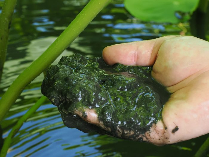微生物と栄養が溶け込んだ粘りと柔らかさのあるレンコン畑の土