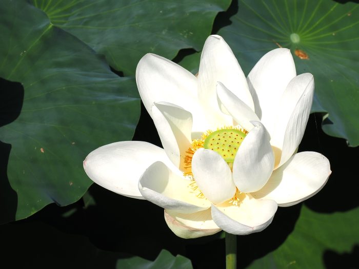 熊本県玉名市のレンコン畑に咲く大輪の白い蓮の花