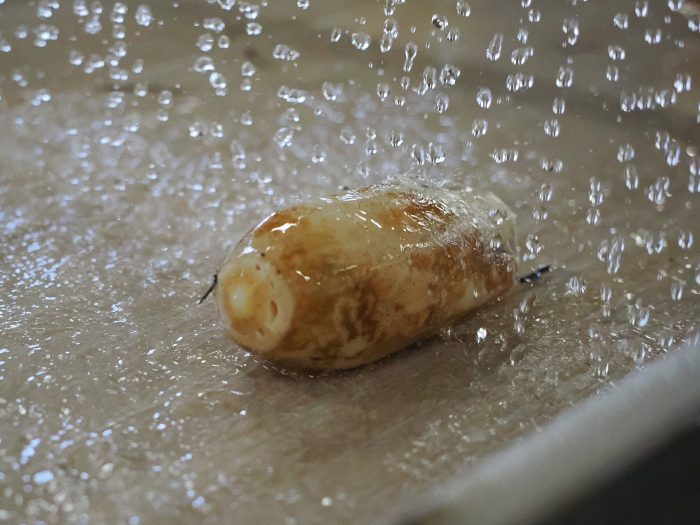 シャワーのような地下水で隅々まで洗われる綺麗に磨かれたレンコン