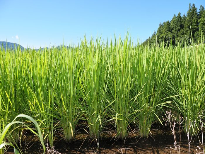 茎が太く力強く伸びる津南の稲