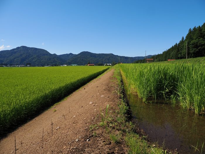 手作業で綺麗に草刈りされた田んぼの畔