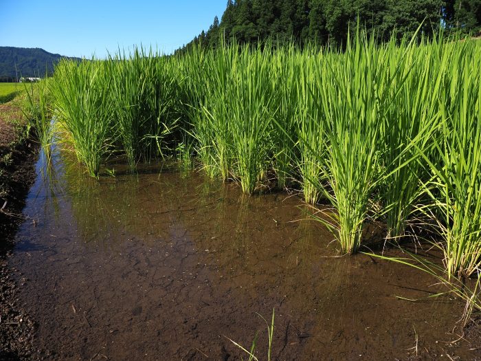 苗場山系の透明度が高く澄み切った水が張られた田んぼ